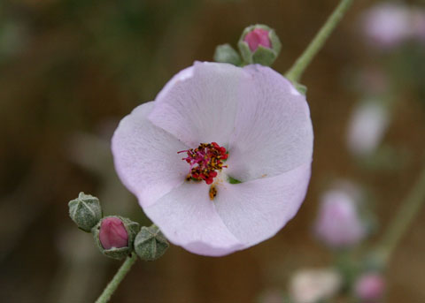 Bush Mallow, Malacothamnus fasciculatus
